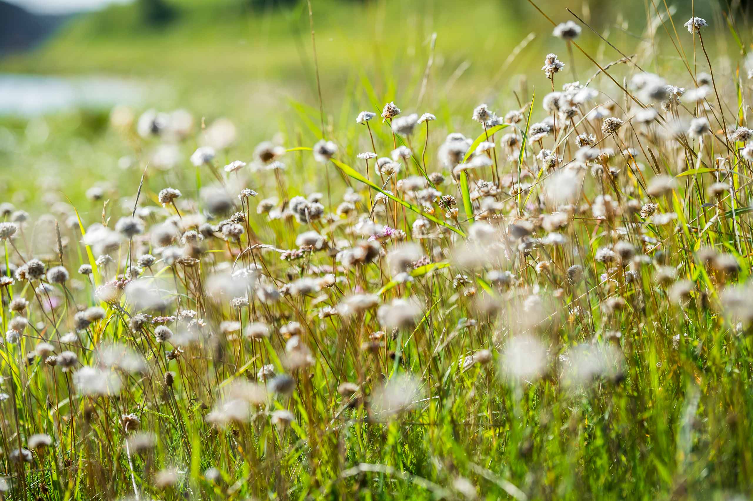 Blumen auf einer Wiese