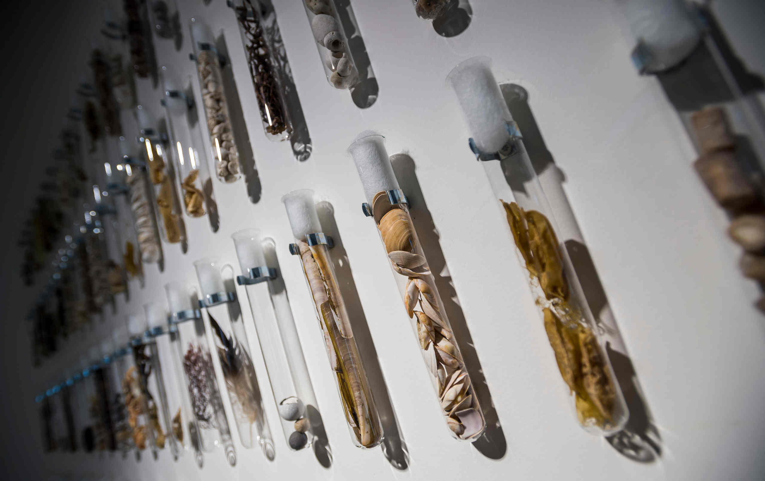 Muschel-Ausstellung in der Ostseestation Travemünde