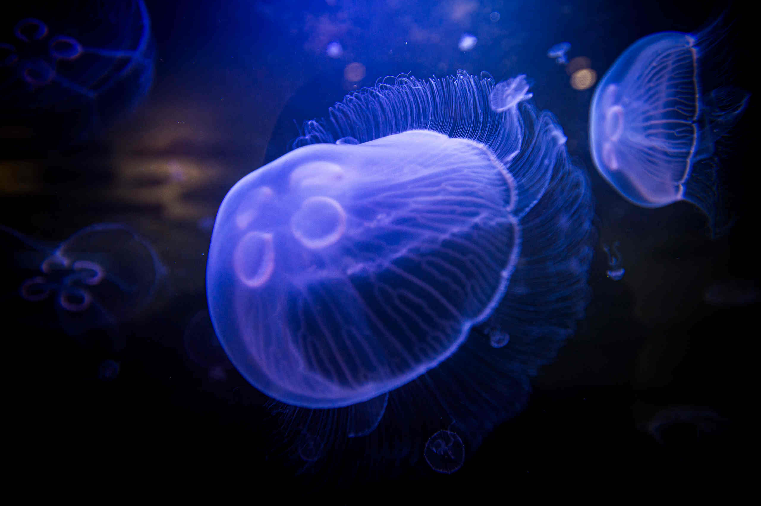 Quallen Aquarium in der Ostseestation
